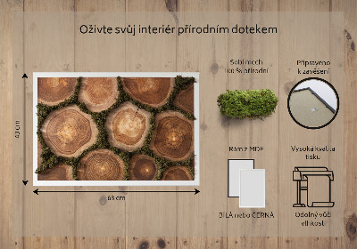 Obraz mech Przekrój pnia