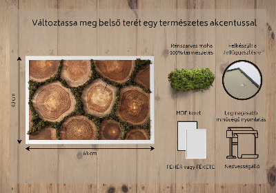 Obraz mech Przekrój pnia