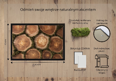 Obraz mech Przekrój pnia