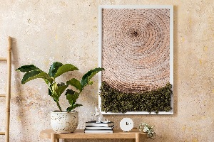 Mech chrobotek obraz Słoje drewna