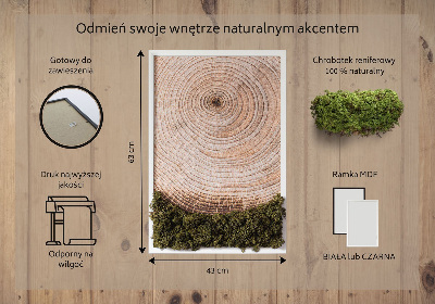 Mech chrobotek obraz Słoje drewna