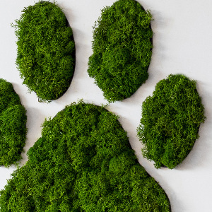 Obraz z motywem mchu z odciskiem łapy