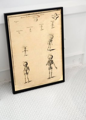 Plakat vintage do salonu Szkielet Johna Fotherby'ego