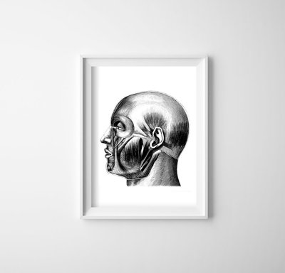 Plakat w stylu retro Anatomiczne odciski Mięśnie głowy