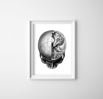 Plakat na ścianę Anatomiczne odciski głowy Skullt