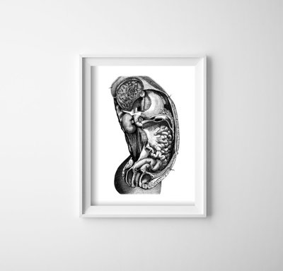 Plakat retro do salonu Anatomiczne wnętrze narządu