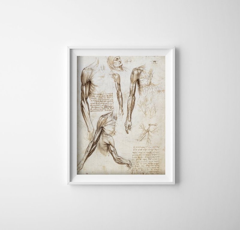 Plakat w stylu vintage Mięśnie kończyn górnych Da Vinci