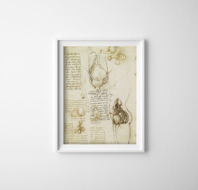 Plakat w stylu retro Da Vinci Print Układ rozrodczy męski i żeński