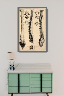 Plakat na ścianę Anatomia John Fotherby