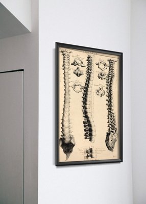Plakat na ścianę Anatomia John Fotherby