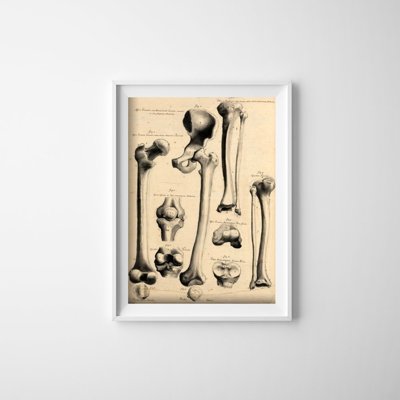 Retro plakat Anatomia człowieka John Fotherby