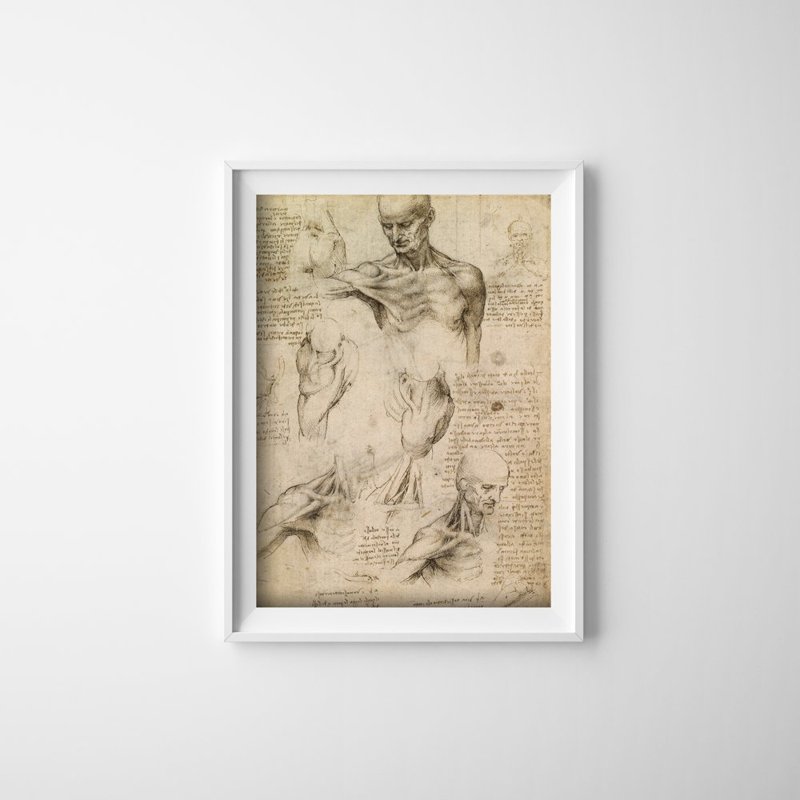 Plakat do pokoju Da Vinci Mięśnie