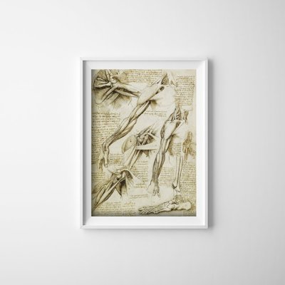 Plakat vintage Da Vinci Mięśnie