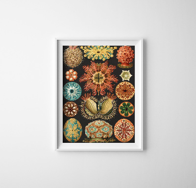 Plakat w stylu retro Nadruk zwierząt morskich