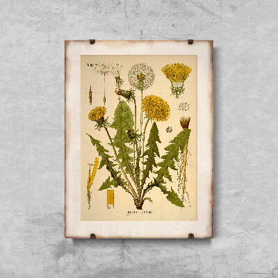 Plakat vintage do salonu Mlecz
