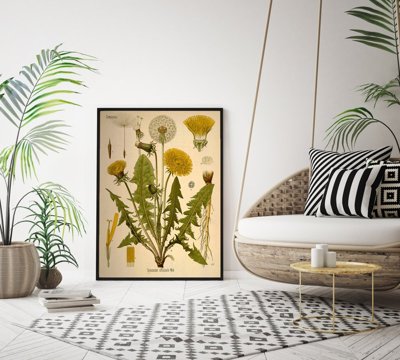 Plakat vintage do salonu Mlecz