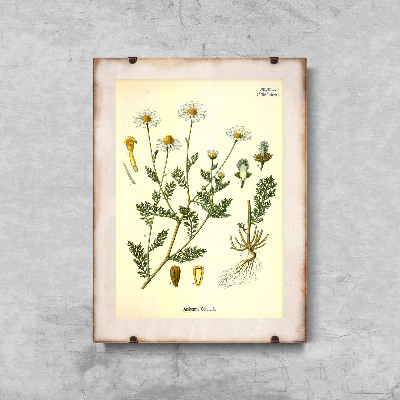 Plakatyw stylu retro Śmierdzący rumianek botaniczny