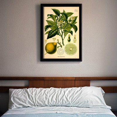 Plakat na ścianę Bergamotka