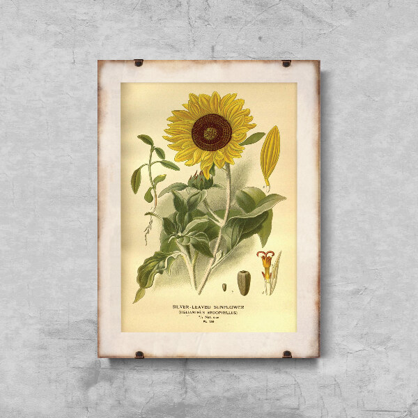 Plakat retro Nadruk słonecznika