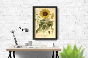 Plakat retro Nadruk słonecznika