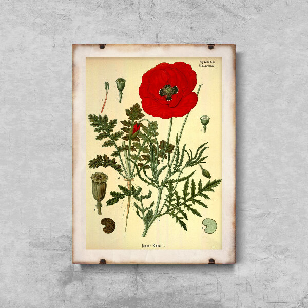 Retro plakat Botaniczny nadruk czerwony mak