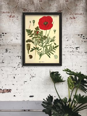 Retro plakat Botaniczny nadruk czerwony mak
