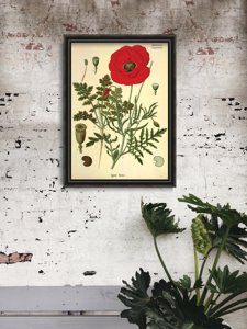 Retro plakat Botaniczny nadruk czerwony mak