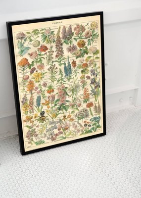 Plakat w stylu vintage Kwiatowy nadruk Adolphe Millo