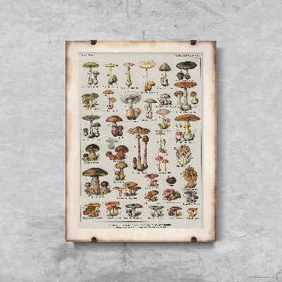 Plakat retro do salonu Botaniczny plakat grzybów pieczarek