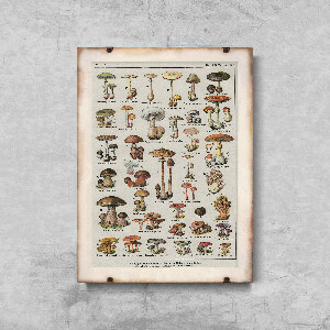 Plakat retro do salonu Botaniczny plakat grzybów pieczarek