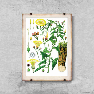 Plakat vintage do salonu Princonvolvulus Scammonia