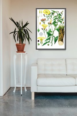 Plakat vintage do salonu Princonvolvulus Scammonia