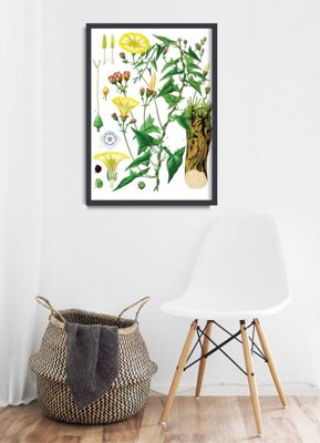 Plakat vintage do salonu Princonvolvulus Scammonia