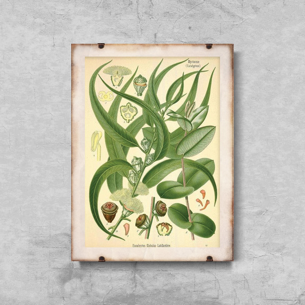 Plakatyw stylu retro Ilustracja eukaliptusa