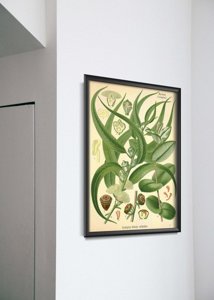 Plakatyw stylu retro Ilustracja eukaliptusa