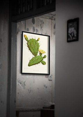 Plakat na ścianę Kaktus Opuncja