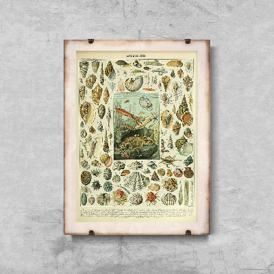 Plakat retro Muszle Adolphe Millot