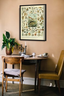 Plakat retro Muszle Adolphe Millot
