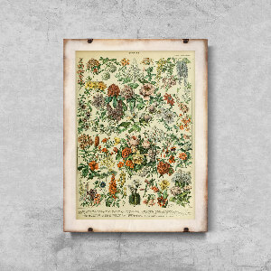 Plakat vintage Kwiatki Adolphe Millot
