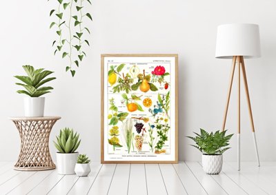 Plakat w stylu vintage Botanika owoce cytrusowe