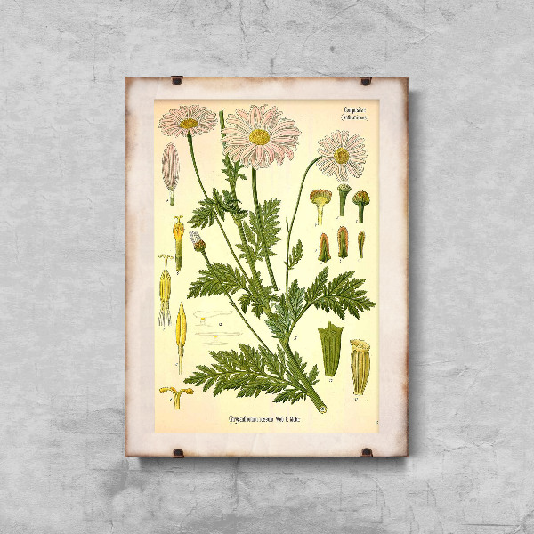 Plakat w stylu retro Kwiat stokrotki
