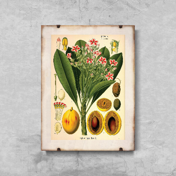 Plakat vintage do salonu Botaniczny nadruk Apocyaceae