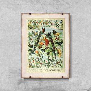 Plakat vintage Ptaki Adolphe Millot