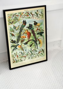 Plakat vintage Ptaki Adolphe Millot