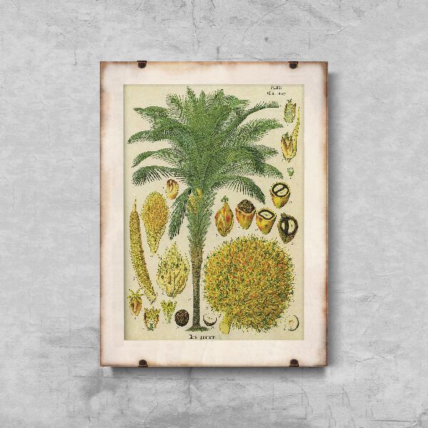 Plakatyw stylu retro Plakat botaniczny z palmy kokosowej