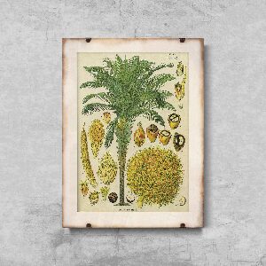 Plakatyw stylu retro Plakat botaniczny z palmy kokosowej