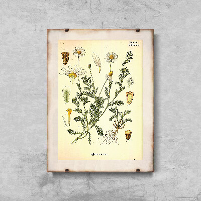 Plakat na ścianę Anthemis Arvensis