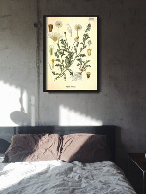 Plakat na ścianę Anthemis Arvensis