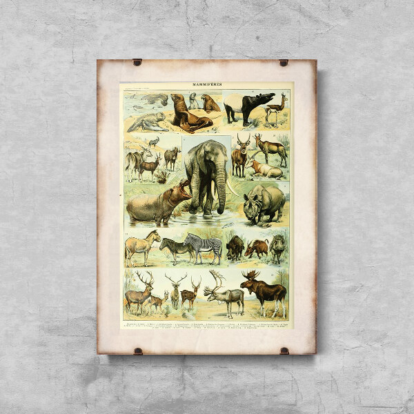 Plakat retro Mammal Adolphe Millot