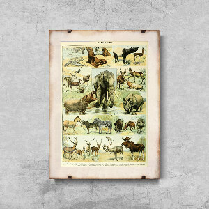 Plakat retro Mammal Adolphe Millot